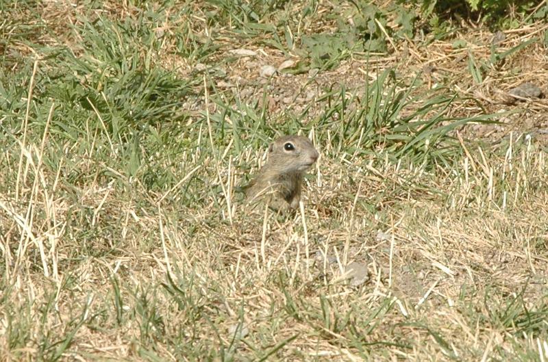 DSC_6622.jpg - WWW.OTKO.SK