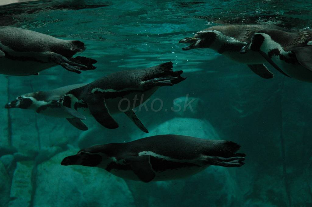 DSC_7213.JPG - WWW.OTKO.SK
